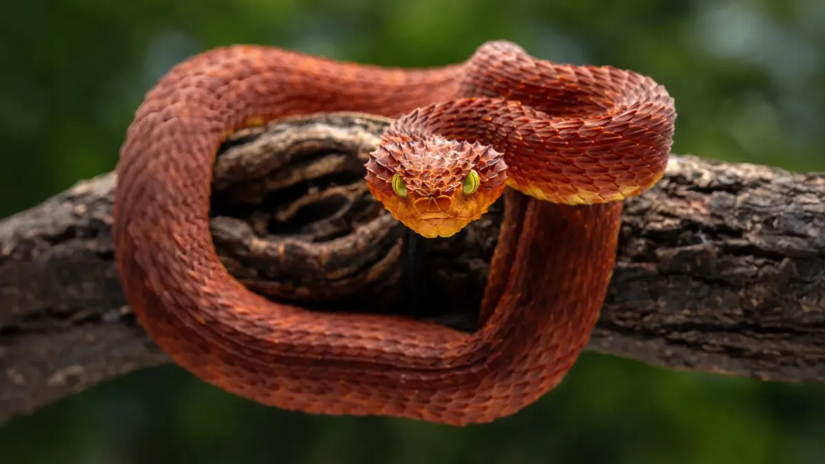 Rattlesnake Blood Holds Key to Powerful New Antivenom