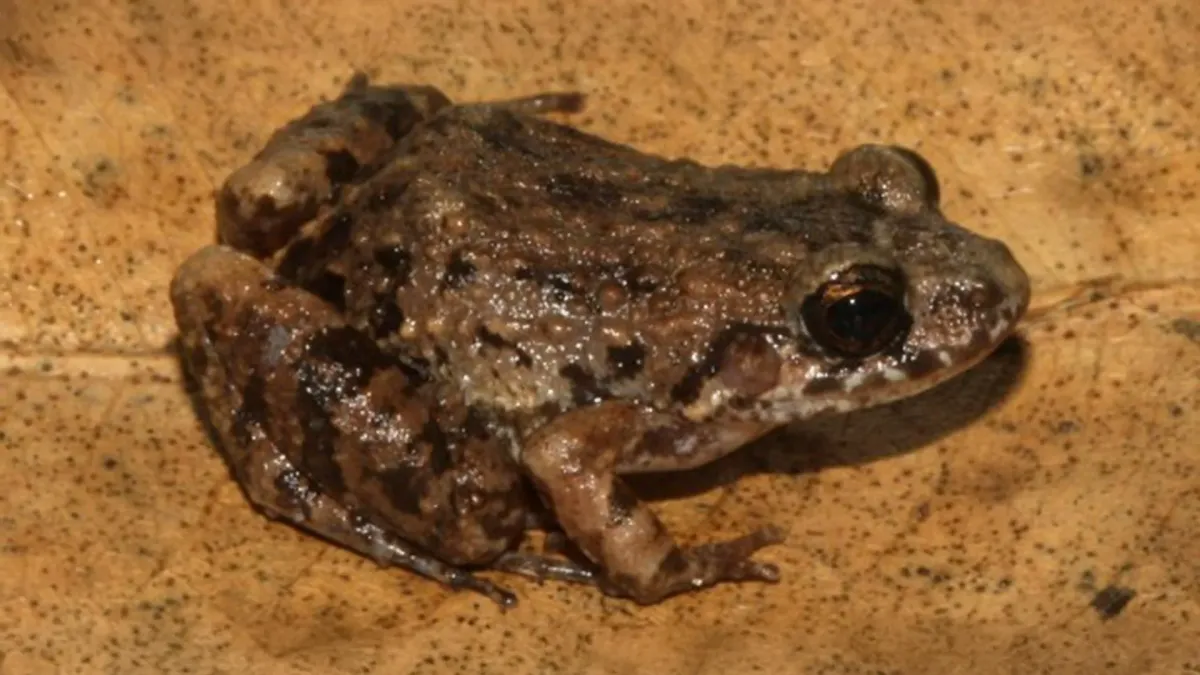 New Frog Species Discovered in Amazon, Highlighting Hidden Biodiversity