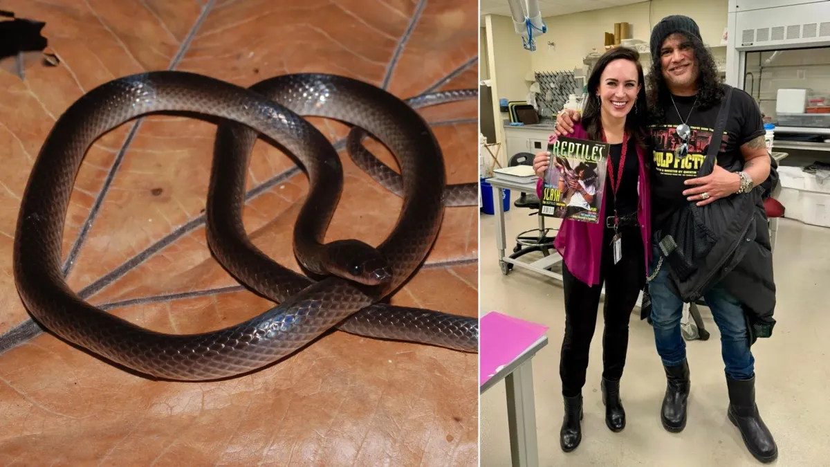 New Snake Species Named After Guns N' Roses Guitarist Slash