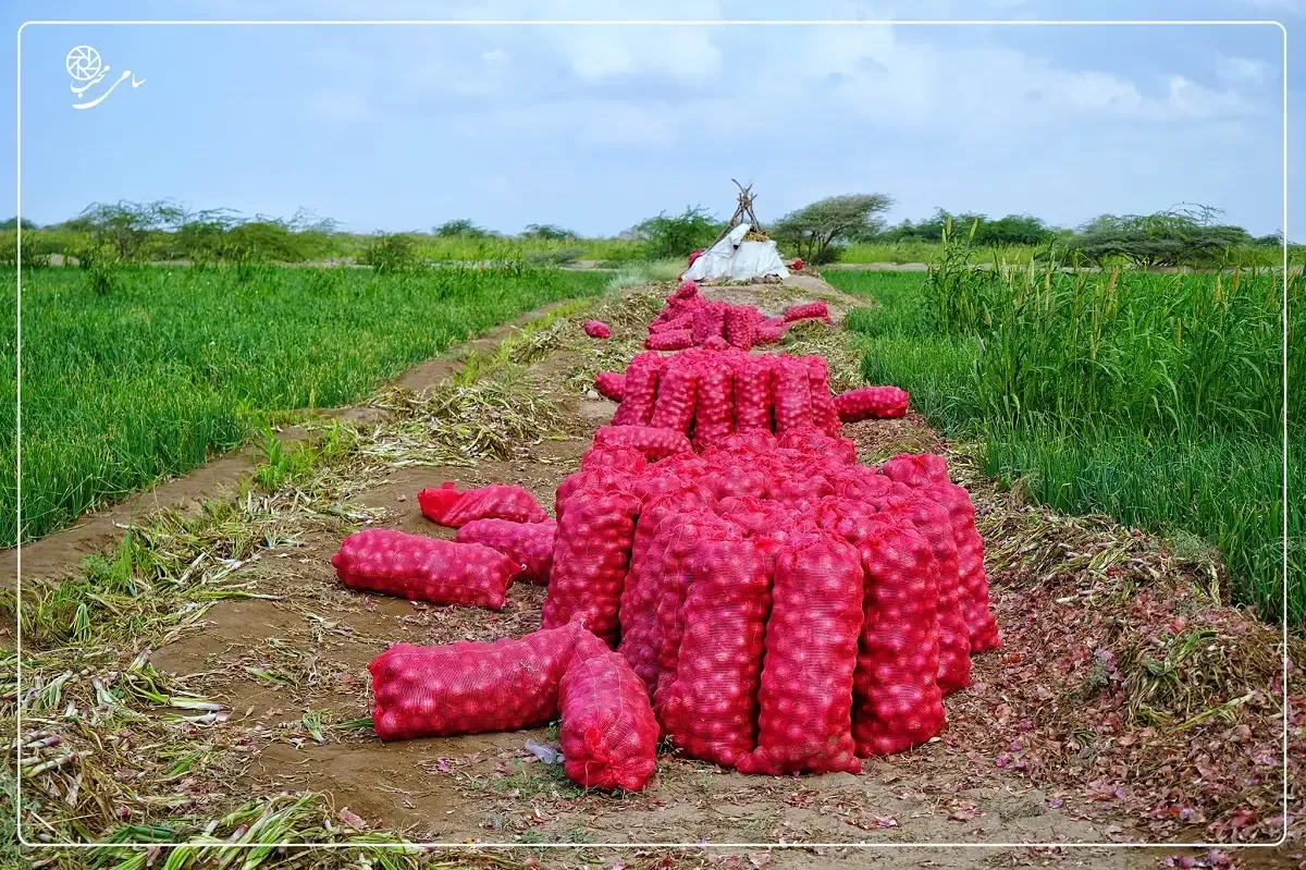 Onion Prices Surge Over 100% in Liberated Areas Amidst Western Coast Conflict