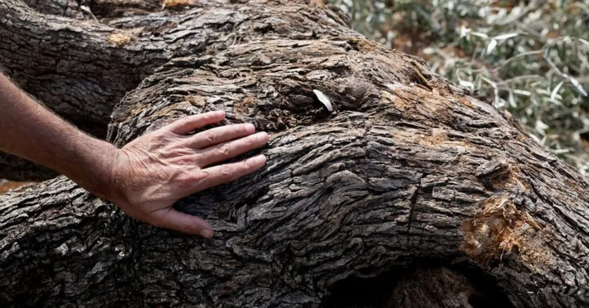 Israeli Bulldozers Destroy Palestinian Olive Trees Before Harvest