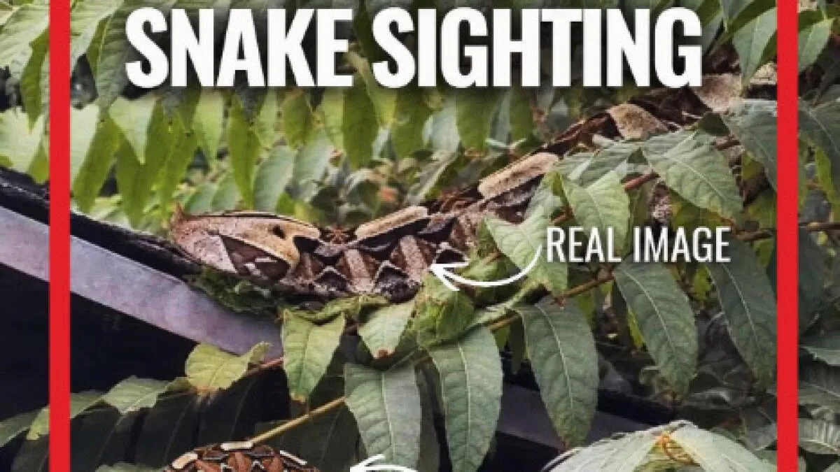 Venomous Gaboon Viper Loose in Southern California Neighborhood