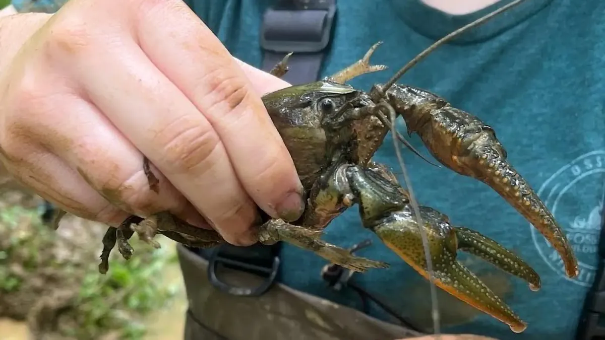 Giant Crayfish Discovery Sparks Search for North American Size Limits