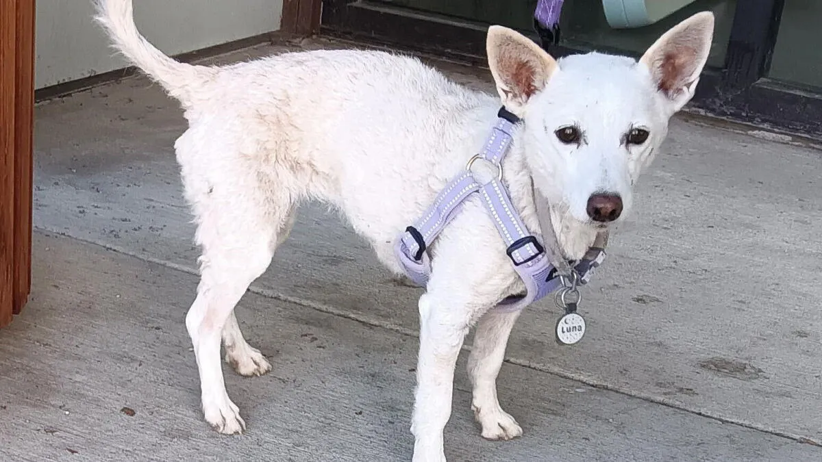 Lost Dog Survives Month in Yellowstone, Reunited with Owners