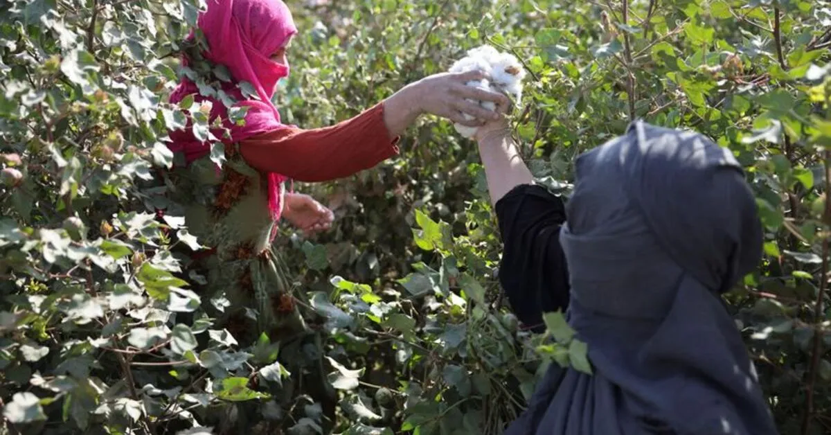 Afghan Farmers Revert to Poppy Cultivation Amid Economic Hardship